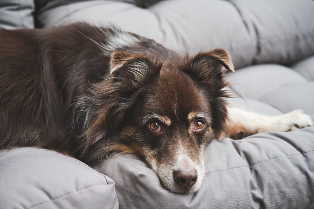 Hund liegt auf einem Sofa