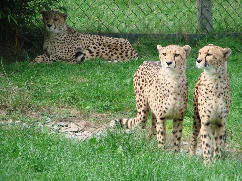 Leoparden