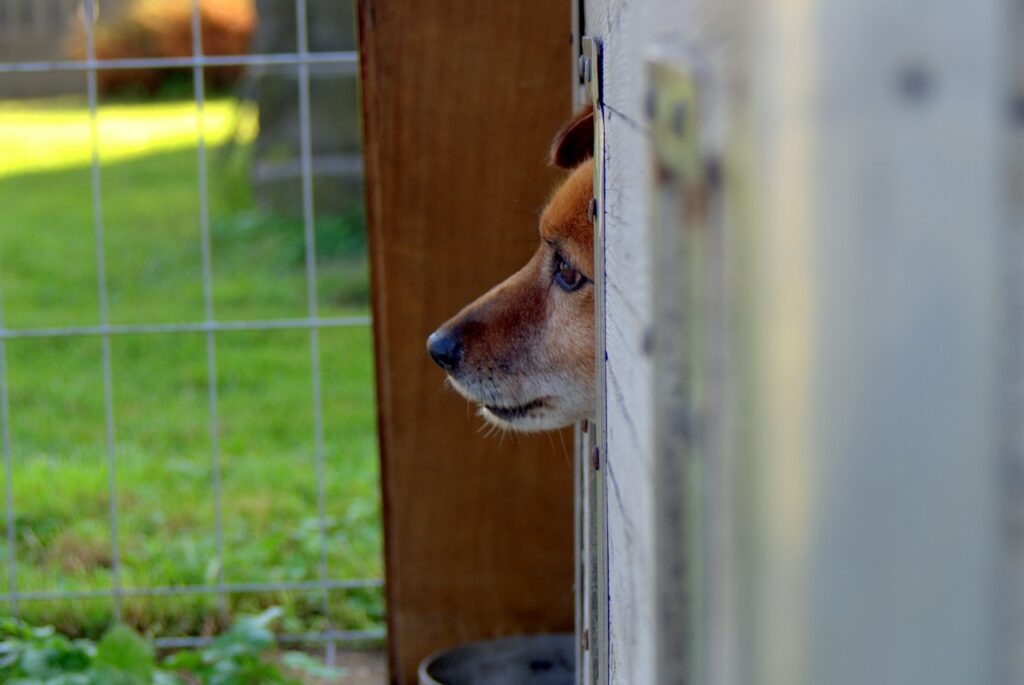 Ein Hund, der aus seinem Gehege rausschaut.