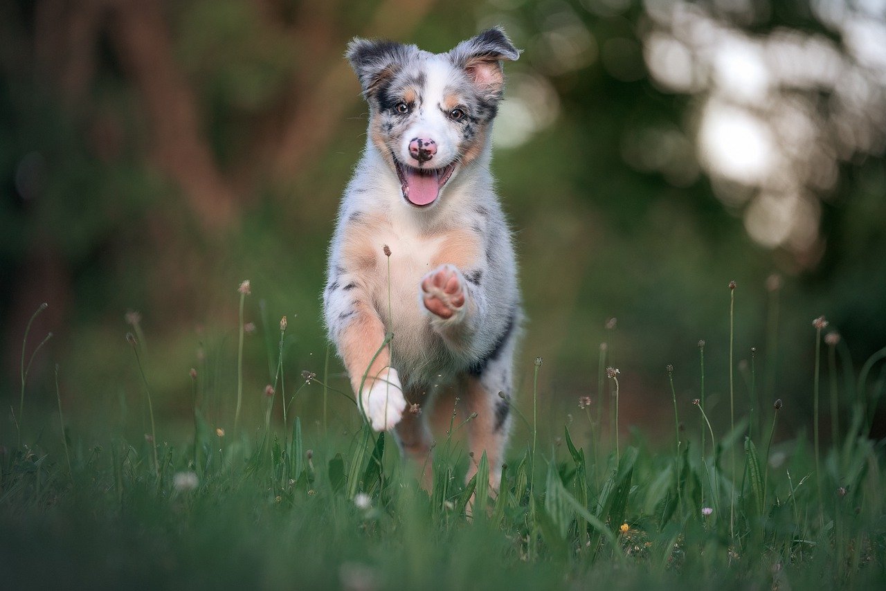 australian-sheperd