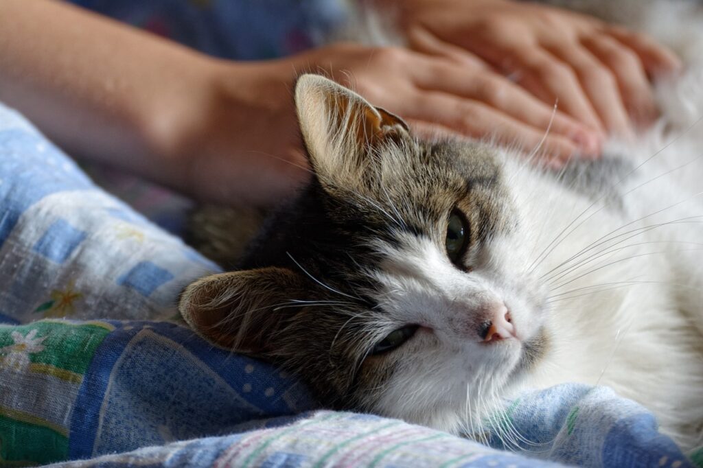 Katze liegt auf einer blauen Decke und wird massiert.