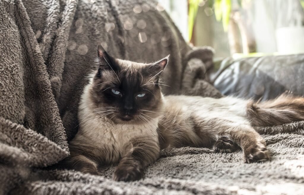 Ragdollkatze auf der Couch.