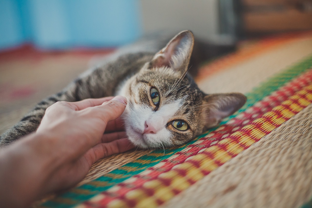 Katze wird gestreichelt