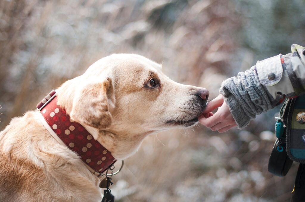 Labrador bekommt eine Belohnung aus der Hand