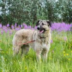 Schäferhund an der Leine auf grünem Gras.