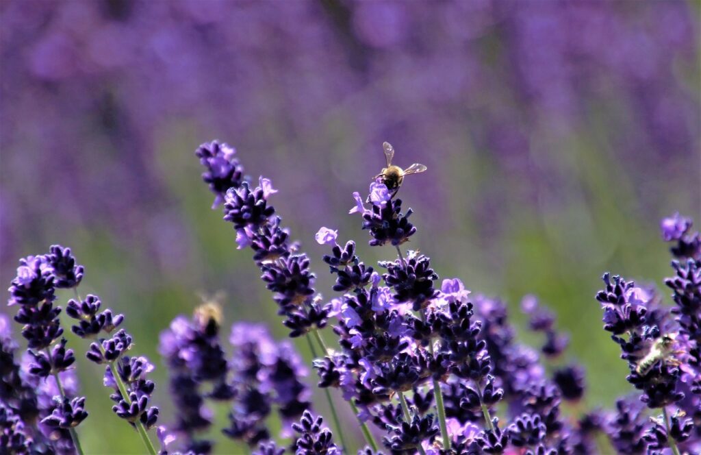 Lavendel