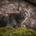 Luchs