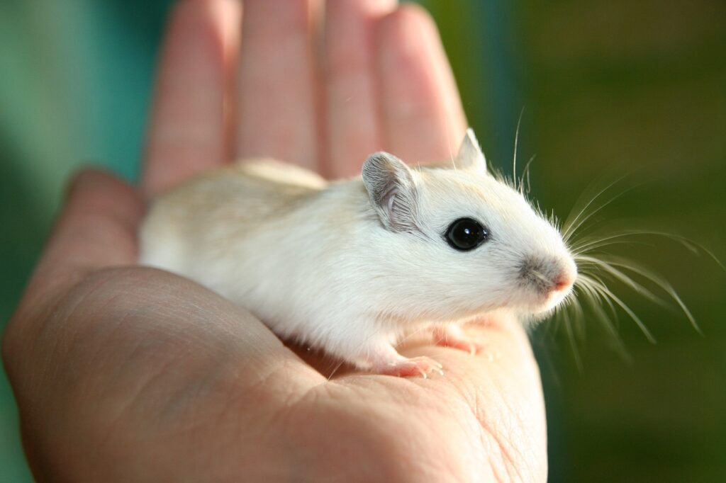 Eine kleine Maus auf der Hand.