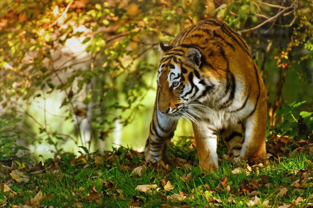 Tiger im Wald