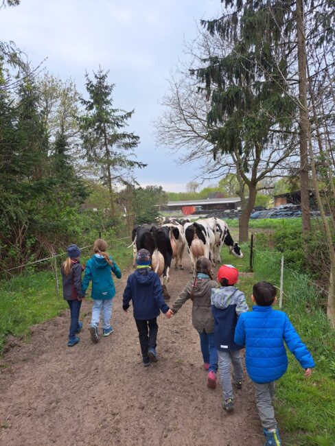 Kinder laufen hinter Kühen im Rahmen der Bauernhofpädagogik