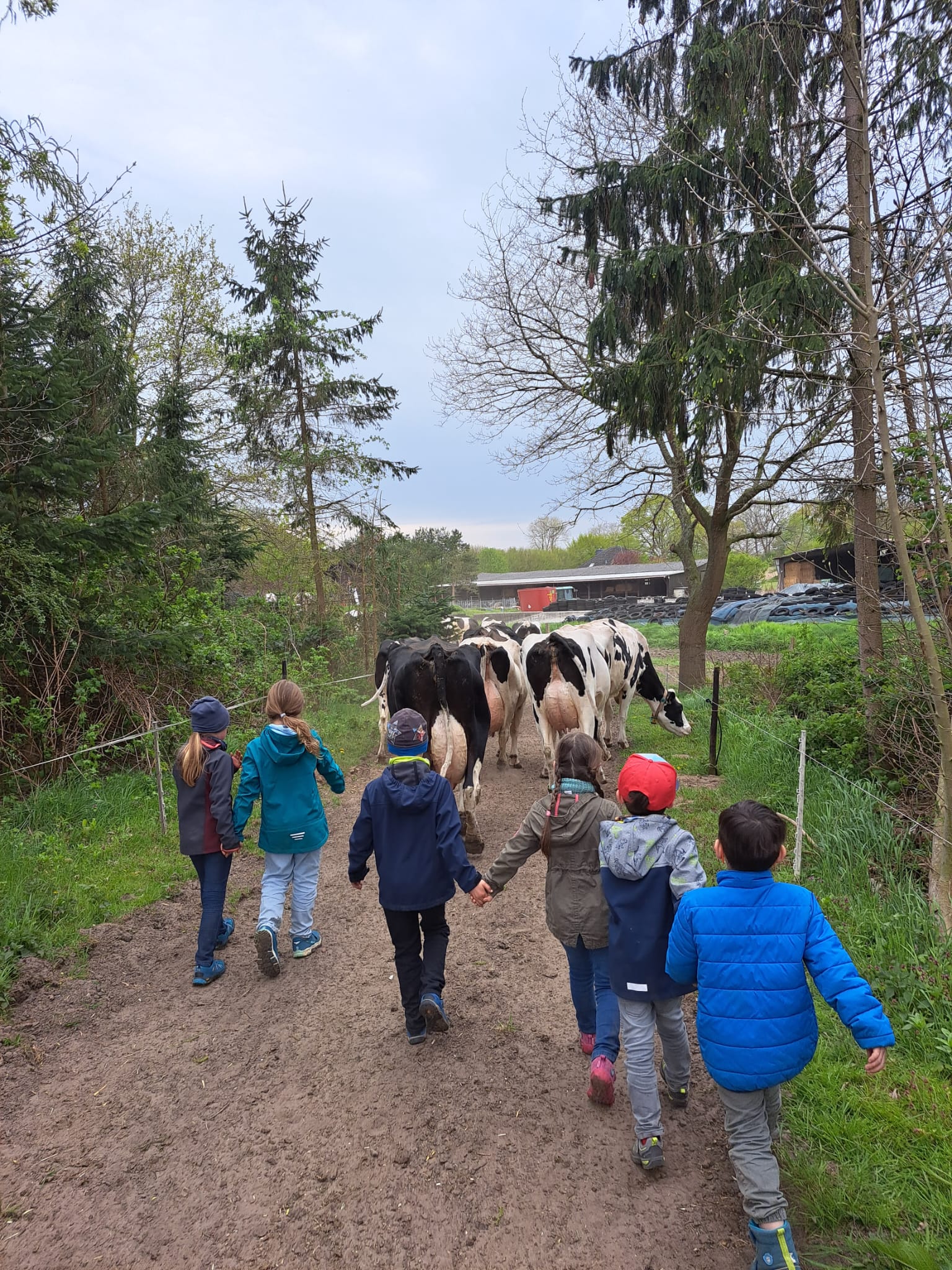 Kühe und Kinder Kinder laufen hinter Kühen im Rahmen der Bauernhofpädagogik
