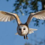 Schleiereule in der Luft mit ausgebreiteten Flügeln