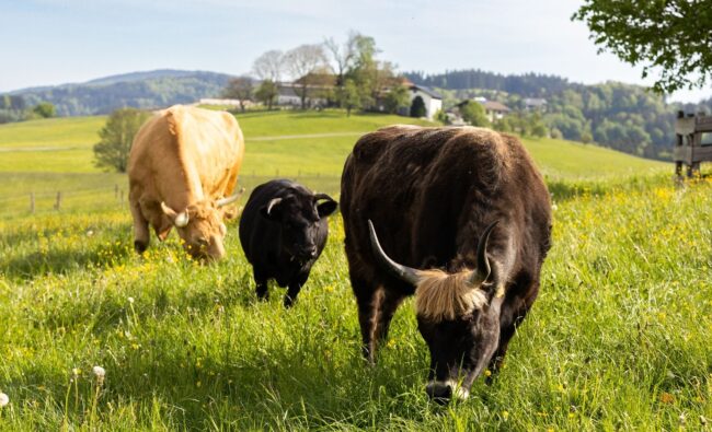 Rinder auf der Weide