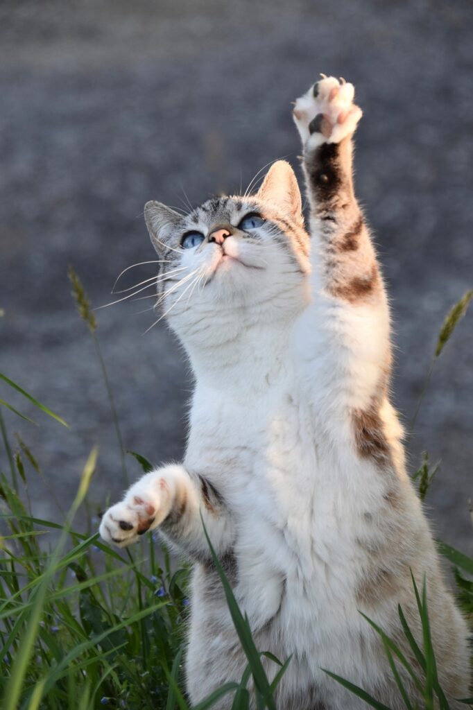 Spielende Katze reckt die Pfote nach oben.