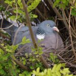 Taube in einem Nest in einem Strauch