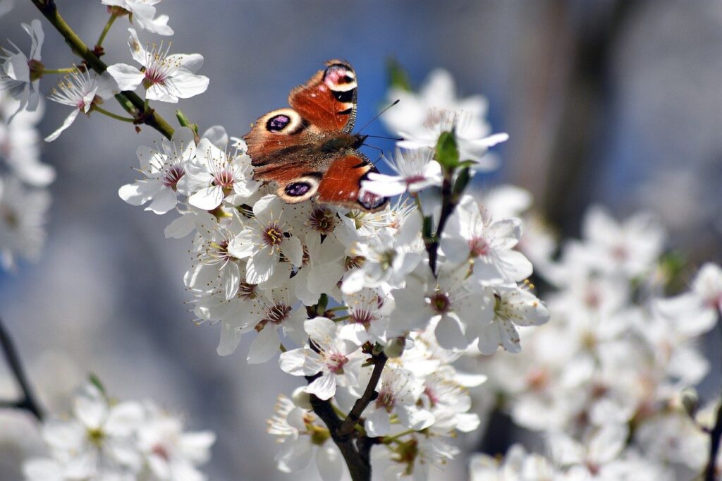 Blume und Schmetterling