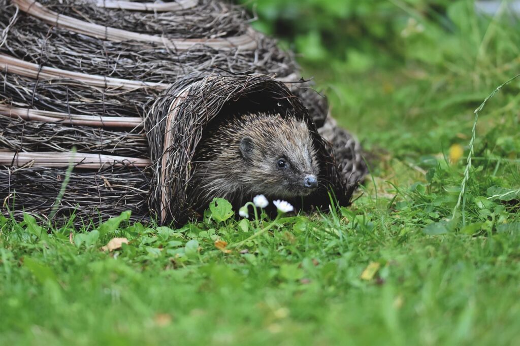 Igel in einem Häuschen