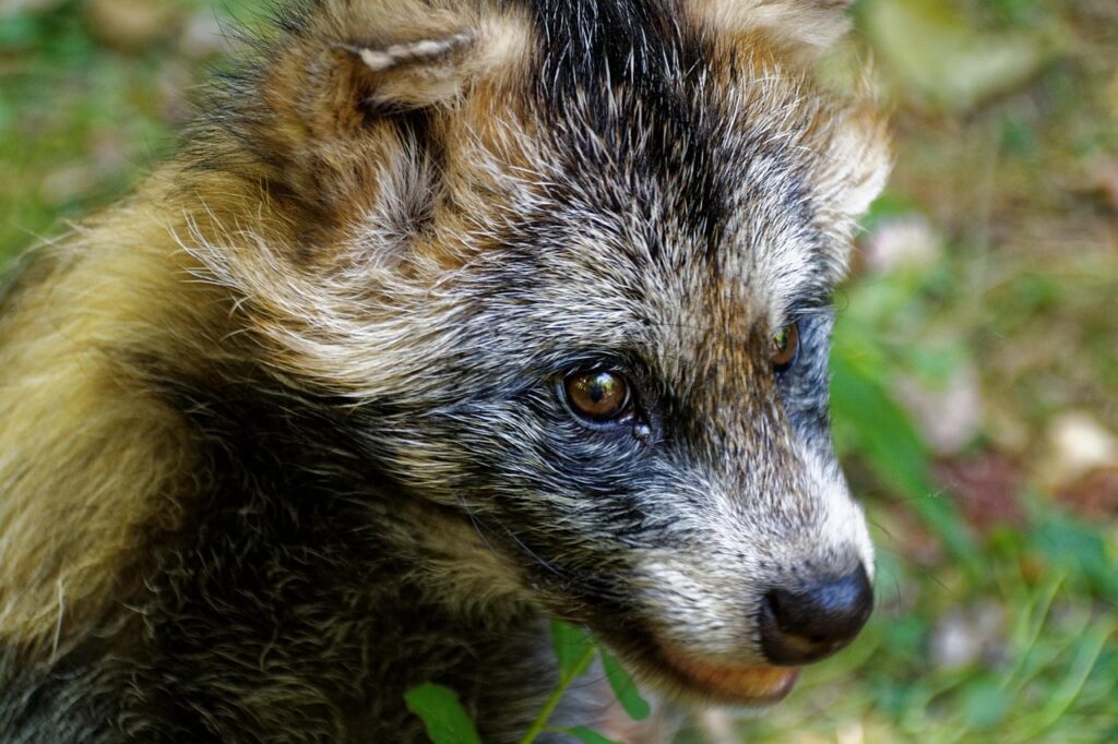 Ein brauner Marderhund