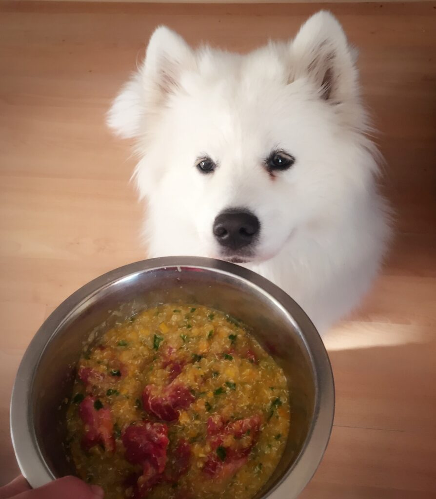 Hund wartet auf sein Futter