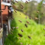 Bienenschwarm im Anflug