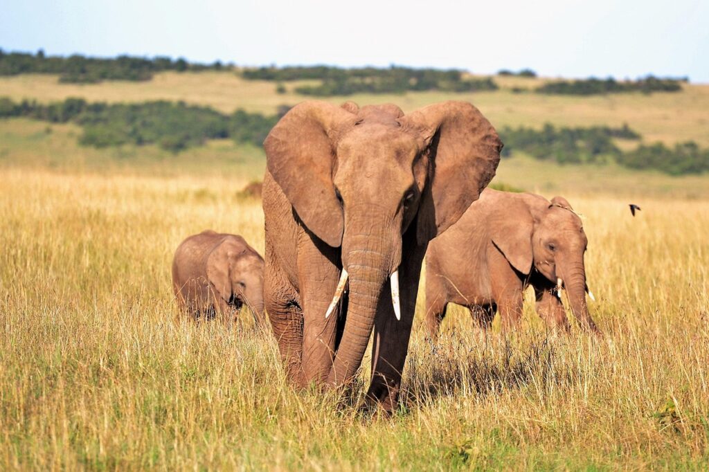 Elefantenfamilie in Afrika