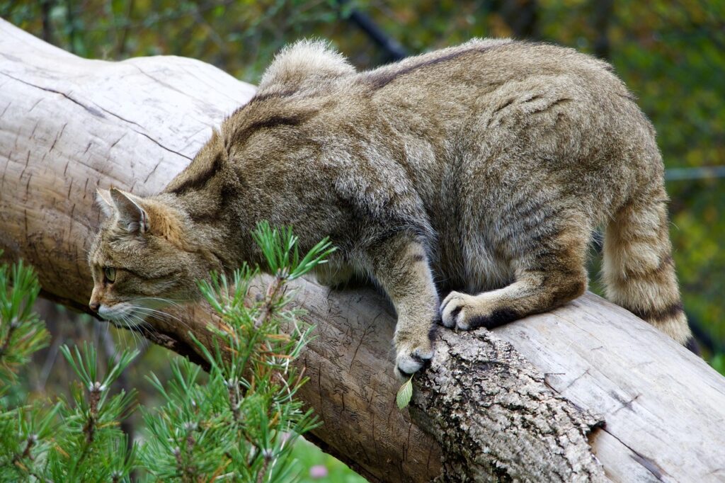 Wildkatze auf einem Baumstamm