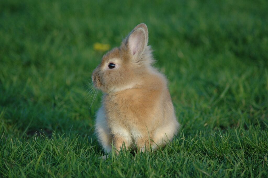 Ein Kaninchen auf der grünen Wiese