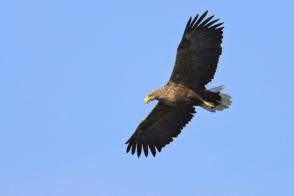 Seeadler im Flug