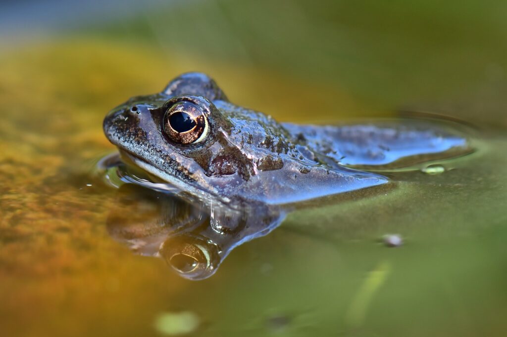 Ein Frosch im Wasser