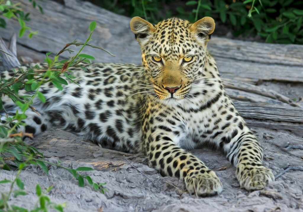 Leopard liegt auf einem Baum