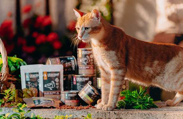 Eine Katze vor Futterbeuteln und Dosen von Liebesgut Tiernahrung