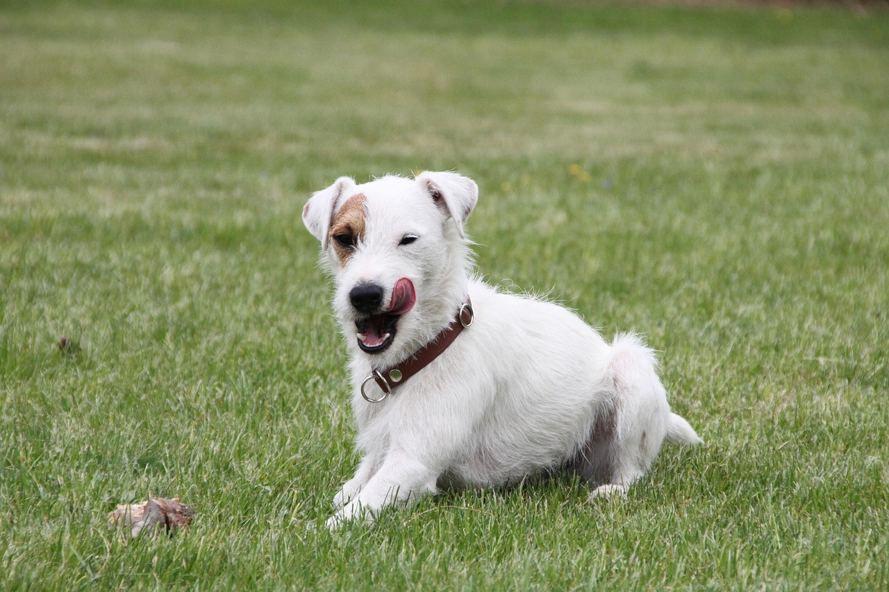 parson-russell-terrier-5168059_1280 Ein weißer Parson-Russell-Terrier auf der grünen Wiese schleckt sich übers Maul.