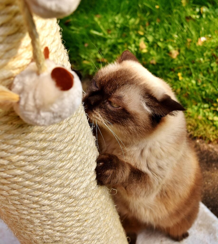 Eine British-Shorthair kratzt an einem Kratzstamm