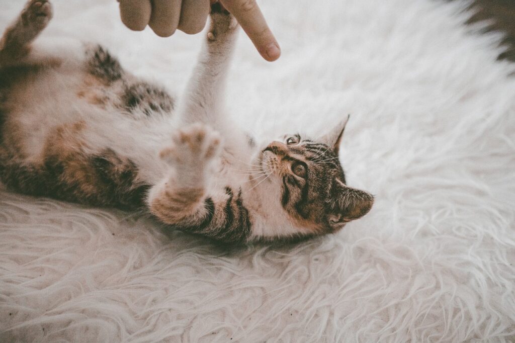 Kleine Katze liegt auf dem Rücken und spielt mit einem Finger