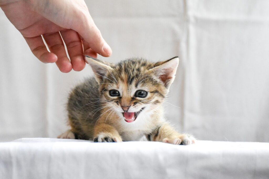 Kleine Babykatze schreit und wird gestreichelt