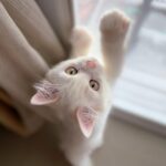 Weiße Katze kratzt an der Scheibe - ein Fehlverhalten?