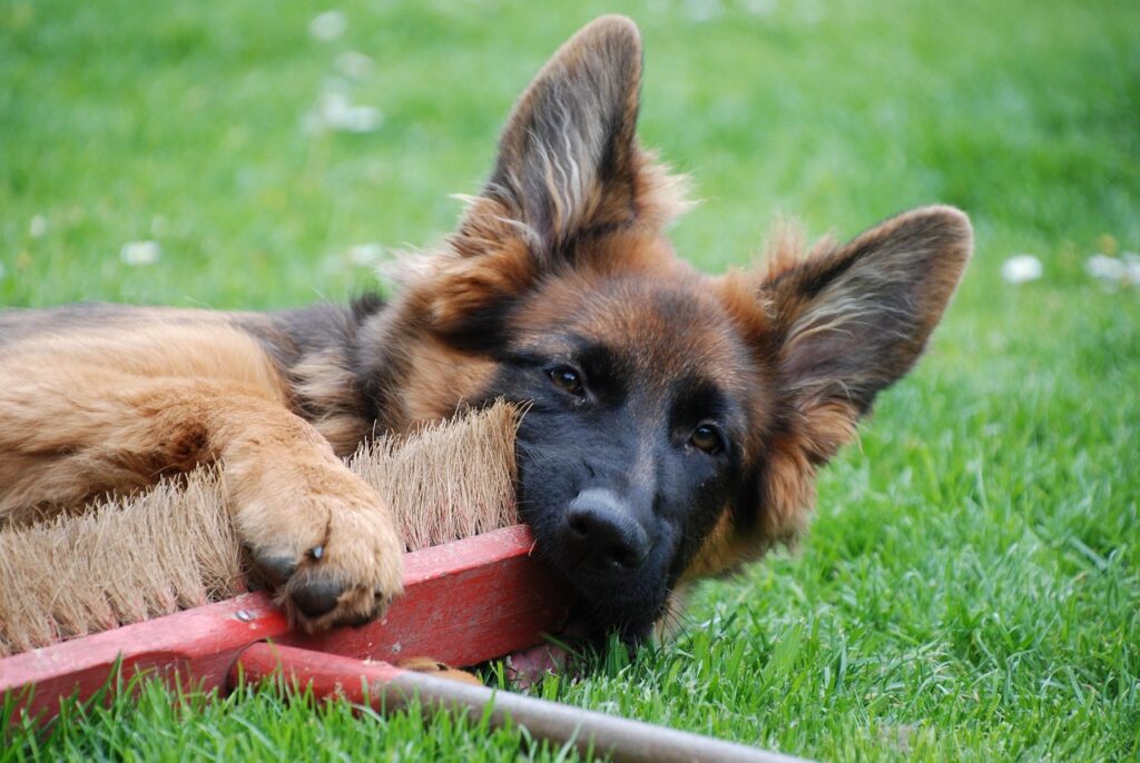 Schäferhund spielt mit einem Besen