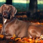 Ein Weimarer liegt im Herbst im Laub