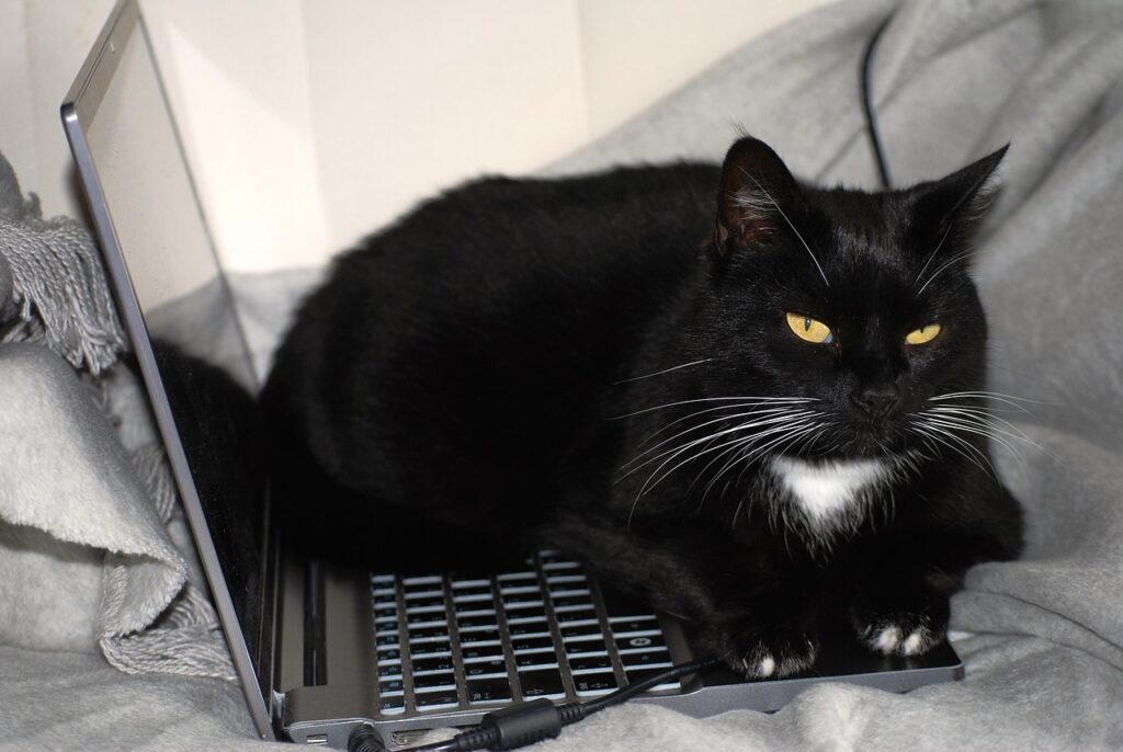 Eine schwarze Katze liegt auf der Laptop-Tastatur