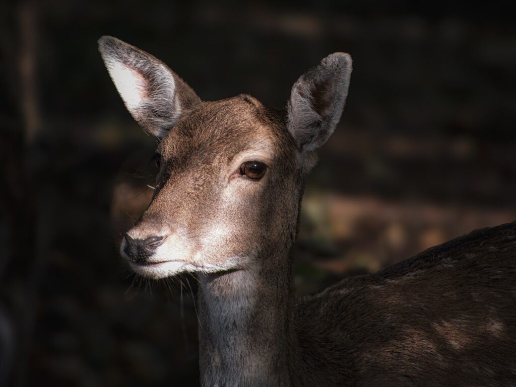 Ein Reh in der Dämmerung. Auch für Wildtiere birgt die Zeitumstellung Risiken