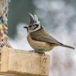 Vogel an einem Vogelhaus