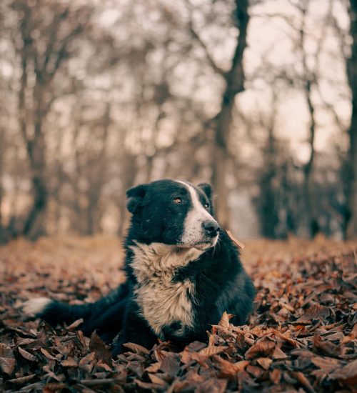 Ein Hund liegt im Herbst im Laub