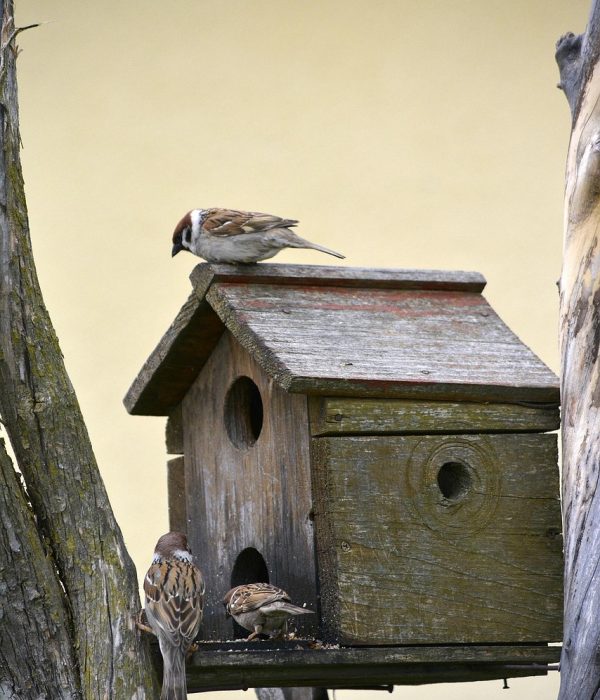 Drei Meisen hüpfen auf einem Vogelhaus herum und suchen Futter.